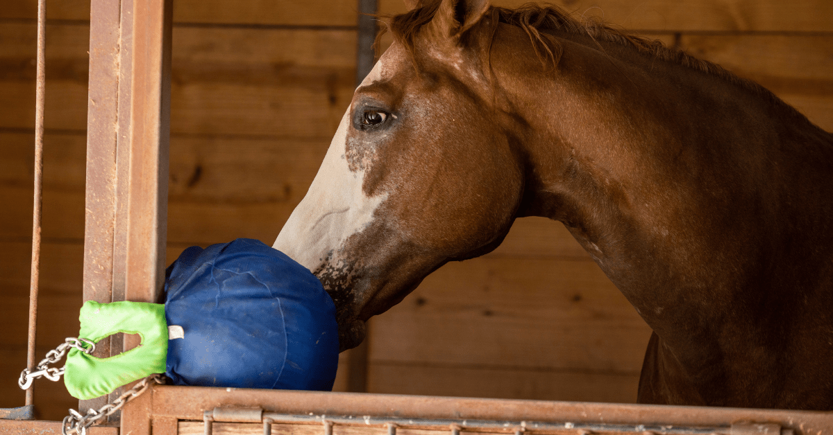 12 ways to improve mental stimulation for horses | Alltech